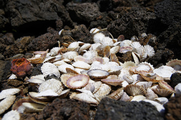 Sea Shells Seashells! - variety of sea shells from beach