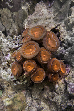 Torch coral - Caulastrea (Candycane coral, Trumpet coral)