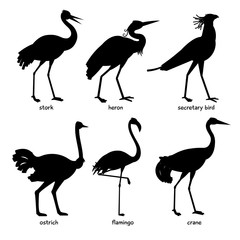 Collection of silhouettes of leggy birds