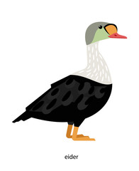 Eider duck - large sea bird living in the North