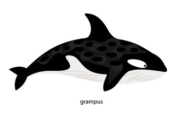 Grampus - animal eating squid, fish (including sharks), dolphins, seals, penguins