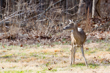 Doe checking things out.