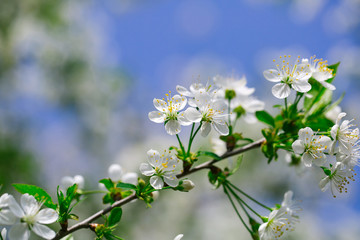 White flowers in blossoms
