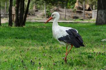 Stork on the green grass