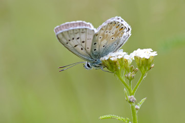 Blu