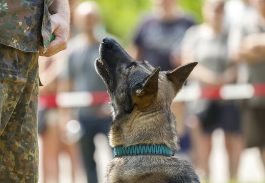 german military police dog shows to his owner