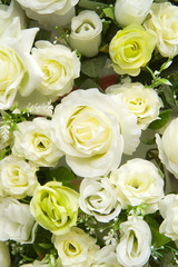 White and green roses background