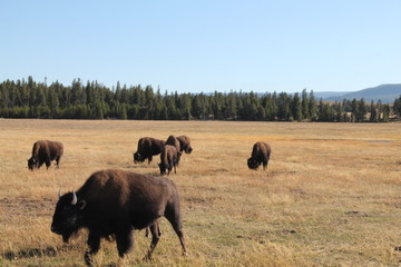 Yellowstone Buffalo