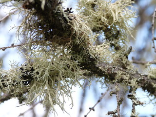 Moss on a branch in forest near Wawa Ontario Canada