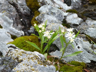 Wild flowers on a rock near Wawa Ontario Canada