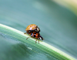 Marienkäfer, Ladybug, Natur, Tiere, Käfer