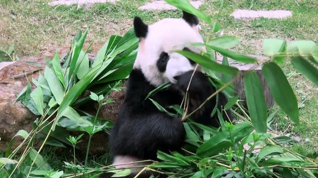 Panda bear eating bamboo, Filmed at Zoo-Dan