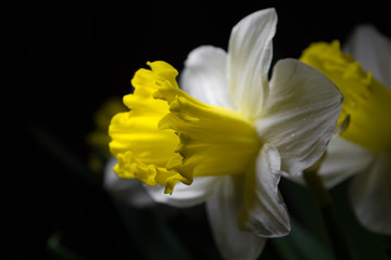 Fototapeta premium Narcissus - spring yellow-white flower
