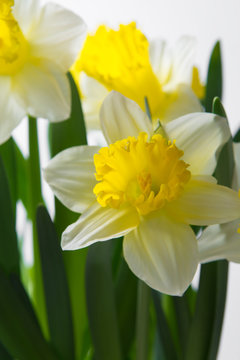 Narcissus - spring yellow-white flower