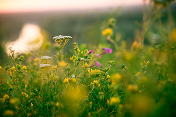 Beautiful rural landscape with sunrise over a meadow. Soft focus. The idea of the background of Mother's day, 8 March and World environment day