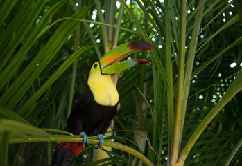 Toucan bird with long colorful bill in jungle of Mexico