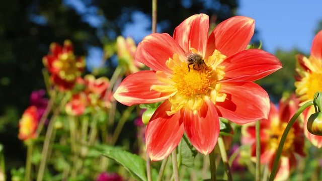 Dahlia "Pooh". Honey bee collects honey and nectar from flower. The Pooh variety has orange-red petals with gold and lemon-colored petal-like sepals. Collarettes Dahlia type. Place for text,copy space