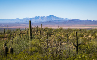 Fototapeta na wymiar Desert Landscape in Tucson Arizona