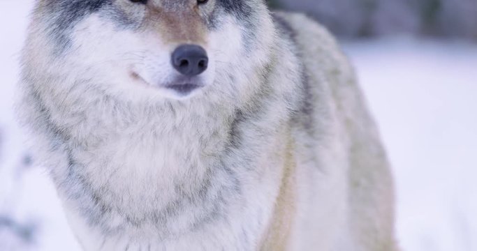Portrait of lone wolf in frosty forest