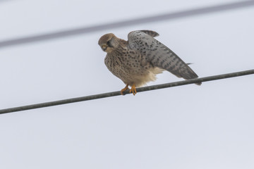 Common krestel (Falco tinnunculus)