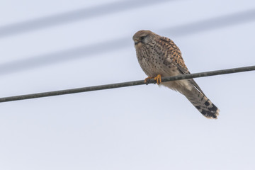 Common krestel (Falco tinnunculus)