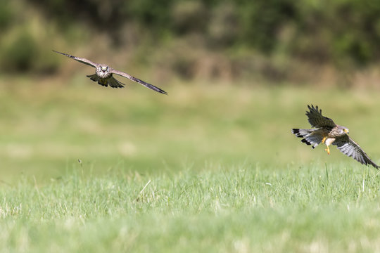 Common krestel (Falco tinnunculus)