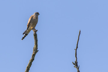 Common krestel (Falco tinnunculus)