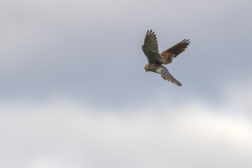 Common krestel (Falco tinnunculus)