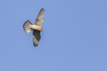 Common krestel (Falco tinnunculus)