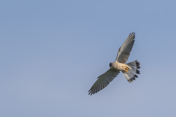 Fototapeta na wymiar Common krestel (Falco tinnunculus)