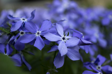 Fototapeta na wymiar Blue Phlox bloom in the spring in the garden.