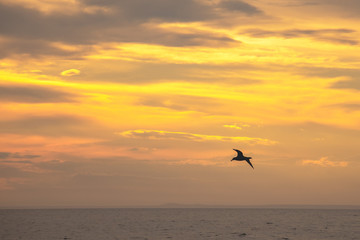 atardecer peninsula valdes playa gaviota