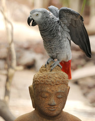 Tierpark. Ara und Buddha-Figur
