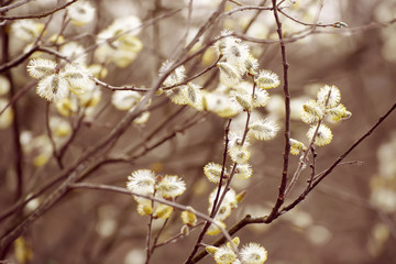 Blooming willow branch in springtime, seasonal vintage easter background with copy space