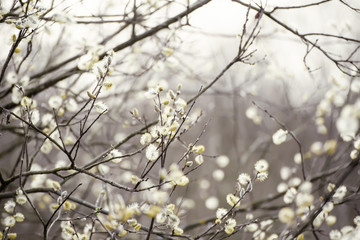 Blooming willow branch in springtime, seasonal vintage easter background with copy space