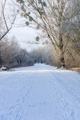 The path in the winter park.