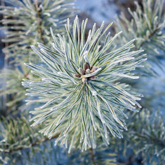 Naklejka na ściany i meble Frosted pine branch, close-up. View from above.