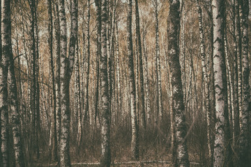 Dark moody forest with birch trees, natural outdoor vintage background