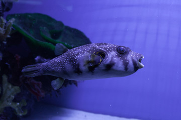 Puffer fish. Arothron hispidus