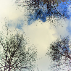 Natural abstract background with white clouds, blue sky and black tree twigs, perspective view.