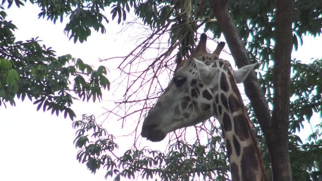 4k, The giraffe eating the tree food in the zoo (Giraffa camelopardalis) -Dan