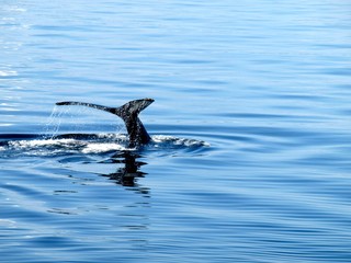 Cola de ballena emergiendo del agua (I)