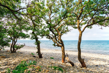 Scenic landscape of stony sea beach with tropical trees at the Black sea coast on a sunny day. Seaside scenery