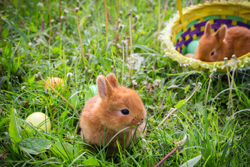Two bunnies on green meadow with colorful easter eggs