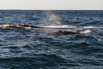 Fototapeta premium ballena franca asutral arco iris