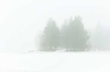 Trees in the fog