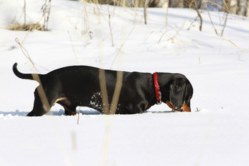 young black smooth-haired dachshund hunting in winter forest
