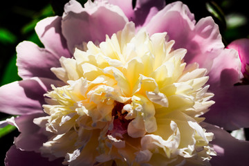 Beautiful big blooming white, pink peony flowers in spring,white peony petals,spring-summer concept,peonies close up,flowers concept, spring garden,spring flowers