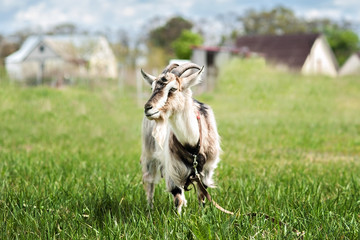 Naklejka na ściany i meble gray goat on the summer meadow