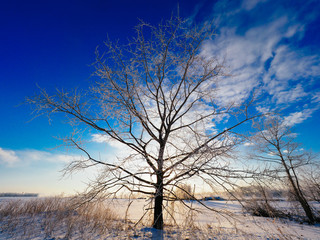 樹氷のある風景
